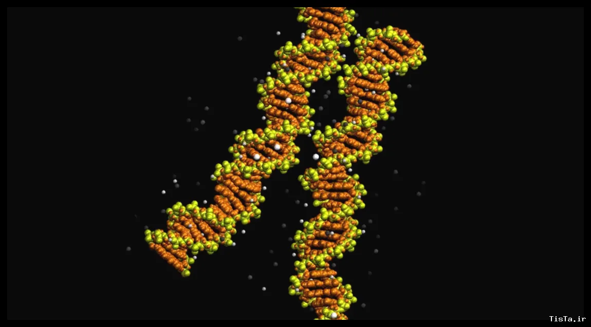 تصاویر جدید از «زیپ شدن» DNA پیش‌بینی ۲۰ ساله را تأیید کرد