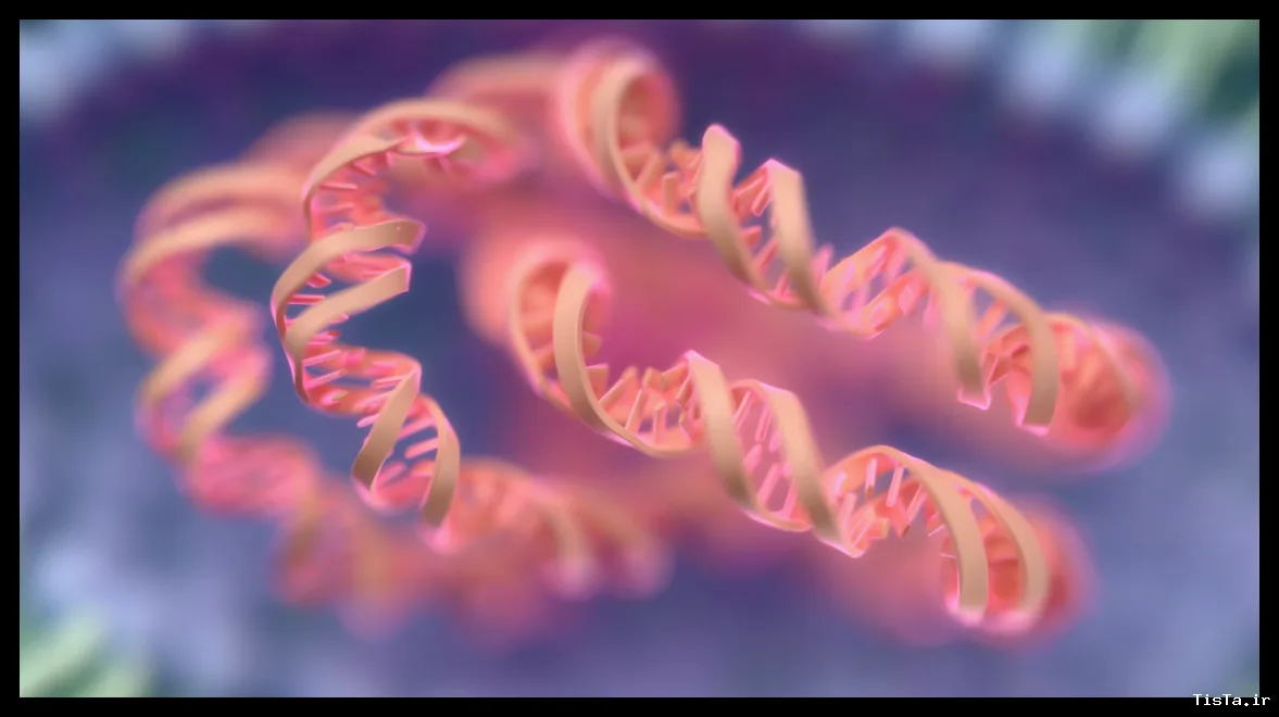افزایش سطح RNA می‌تواند انرژی سلول‌ها را کاهش دهد